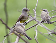 Western Kingbirds